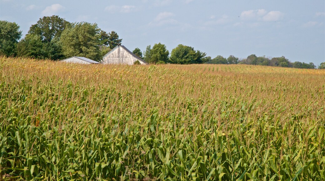 Indiana che include terreno coltivato