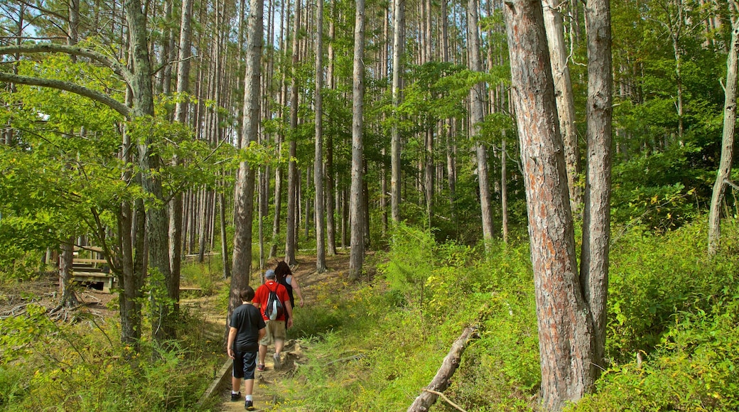 Brown County State Park joka esittää puisto, patikointi tai kävely ja metsänäkymät