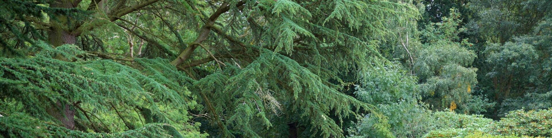 エルヴァーソン城 どの含み 庭園