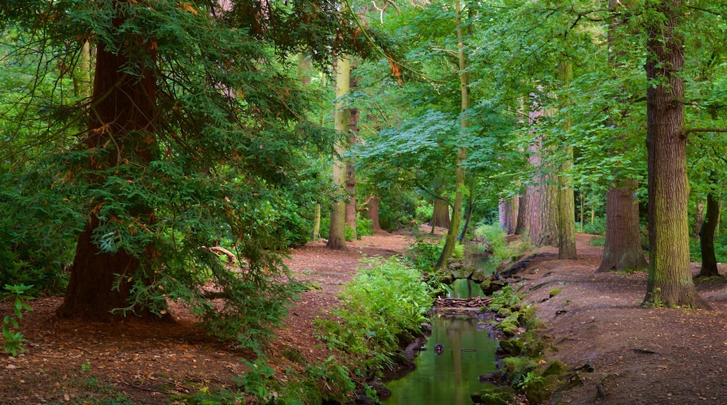 Elvaston Castle which includes forests and a park