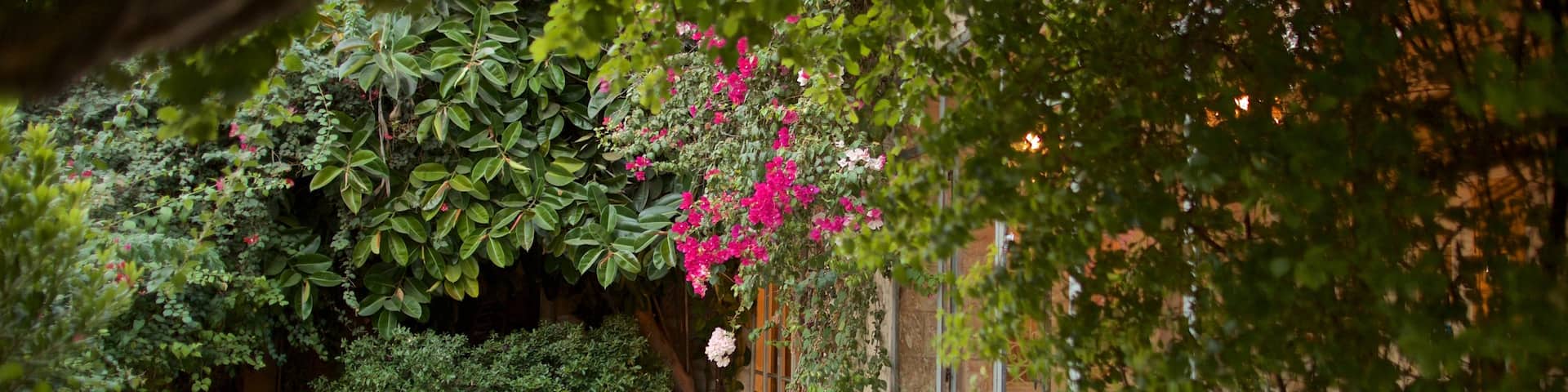 Rainbow Street featuring wild flowers and a garden