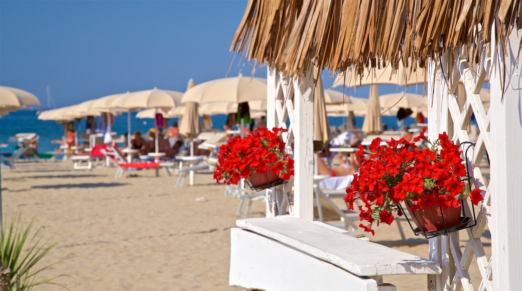 Rivabella caratteristiche di fiori di campo e spiaggia