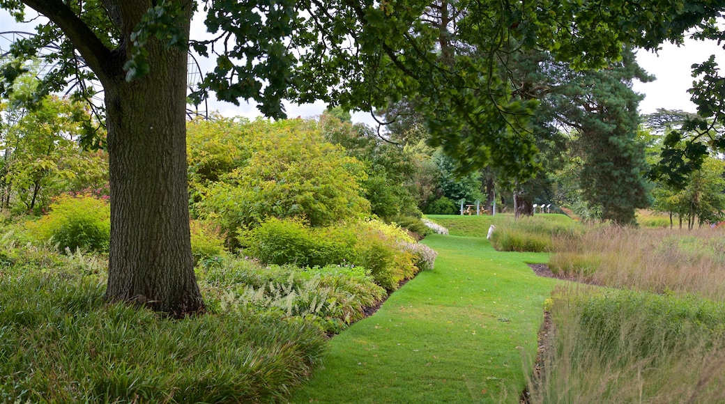 Trentham Gardens showing a park and wild flowers