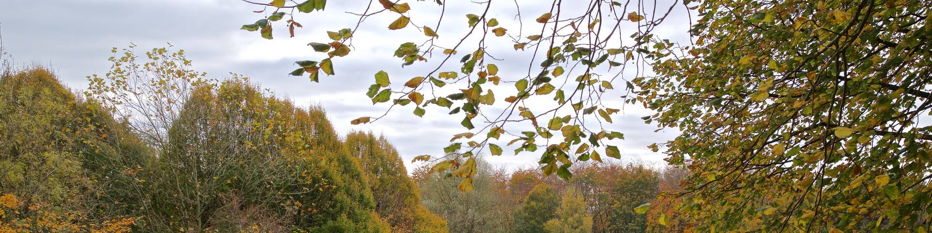 Telford Town Park which includes a garden and autumn leaves