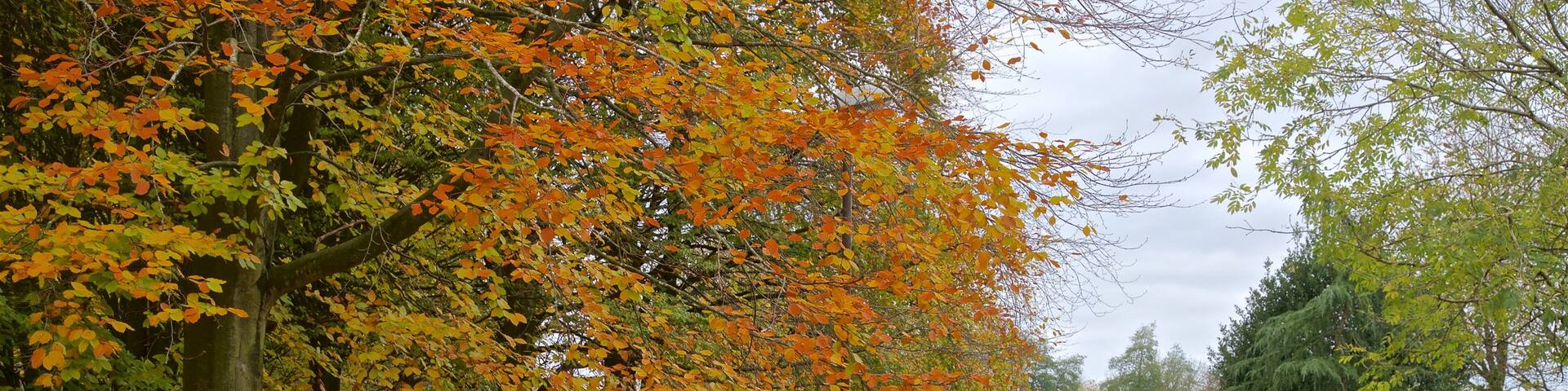 Telford Town Park featuring a park and fall colors