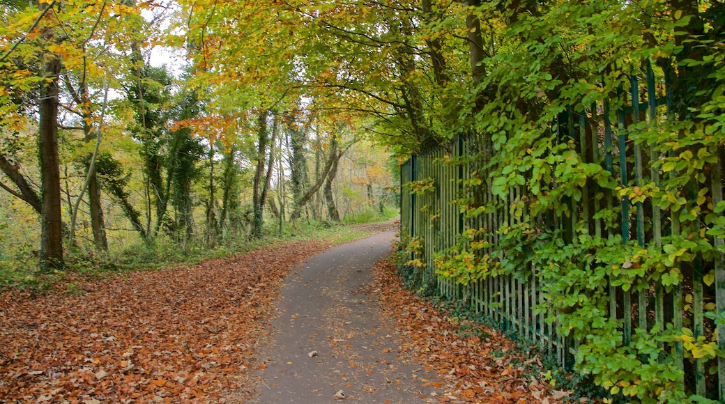 Telford Town Park che include foglie d\'autunno e parco