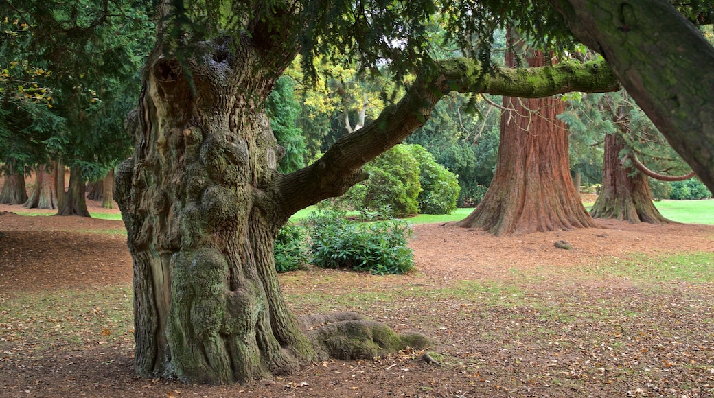 Coventry showing a garden