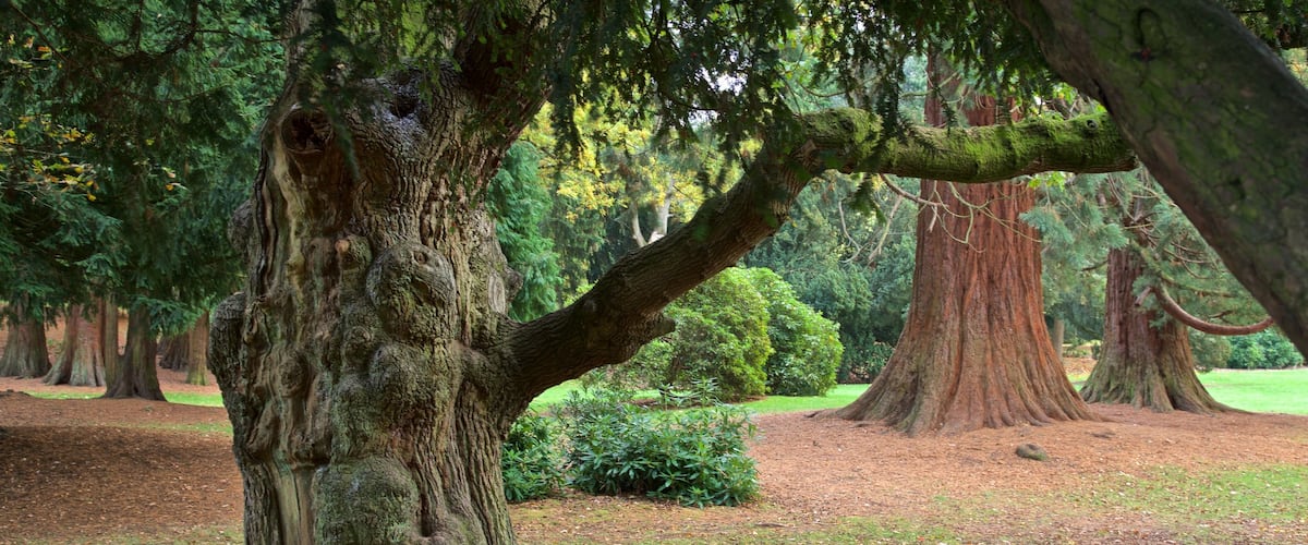 Coventry showing a park