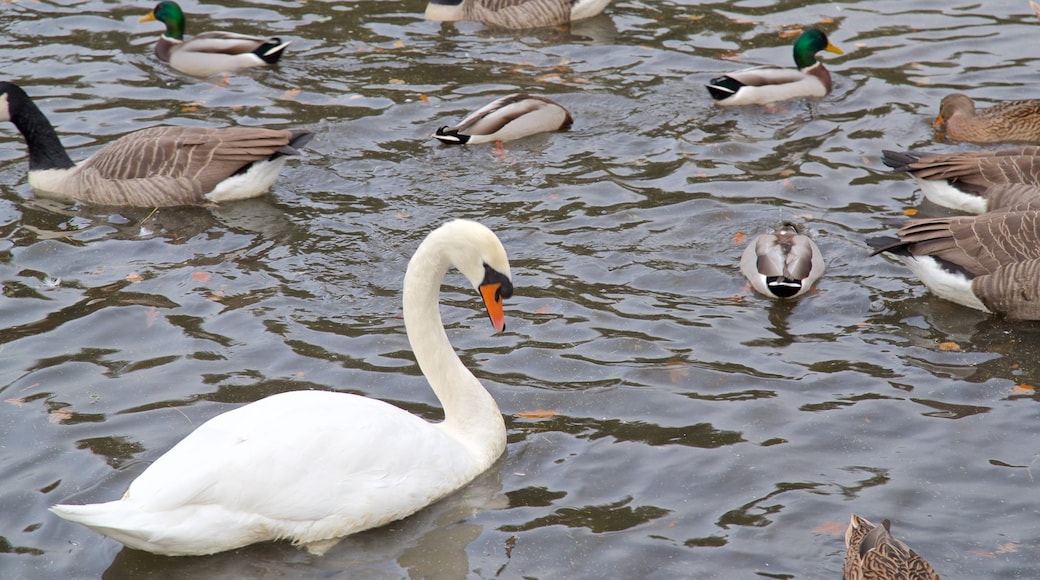 Coombe Abbey Country Park showing bird life and a pond