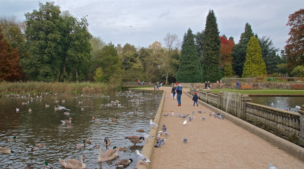 Coombe Abbey Country Park featuring a pond and bird life as well as a family