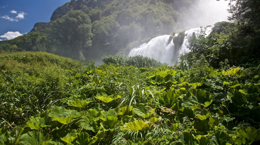 Cascata delle Marmore che include cascate e foresta