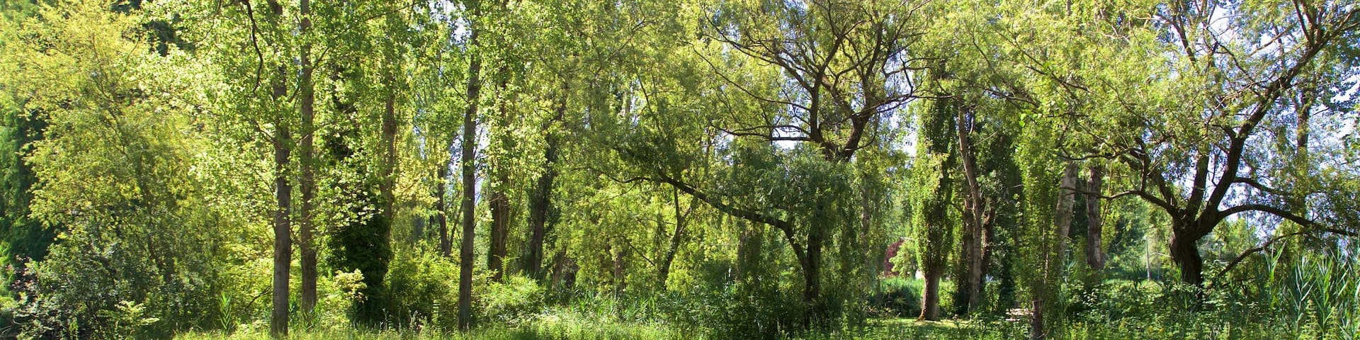 Springs of Clitunno showing a pond