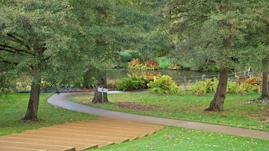 Savill Garden showing a pond and a garden