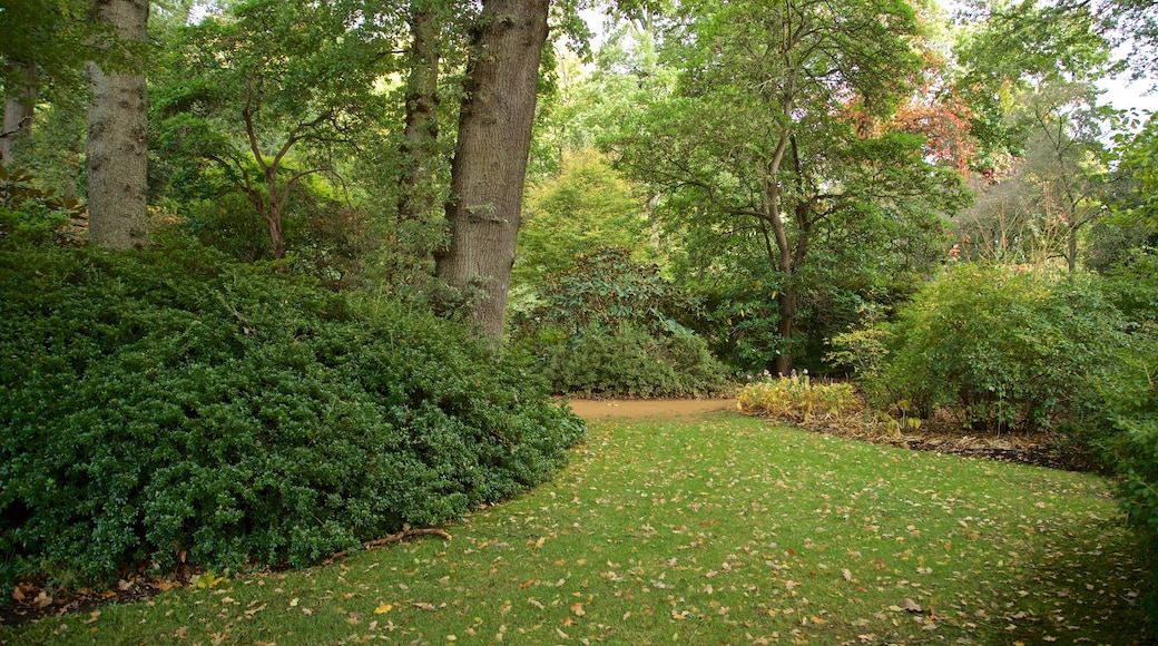 Savill Garden showing a park