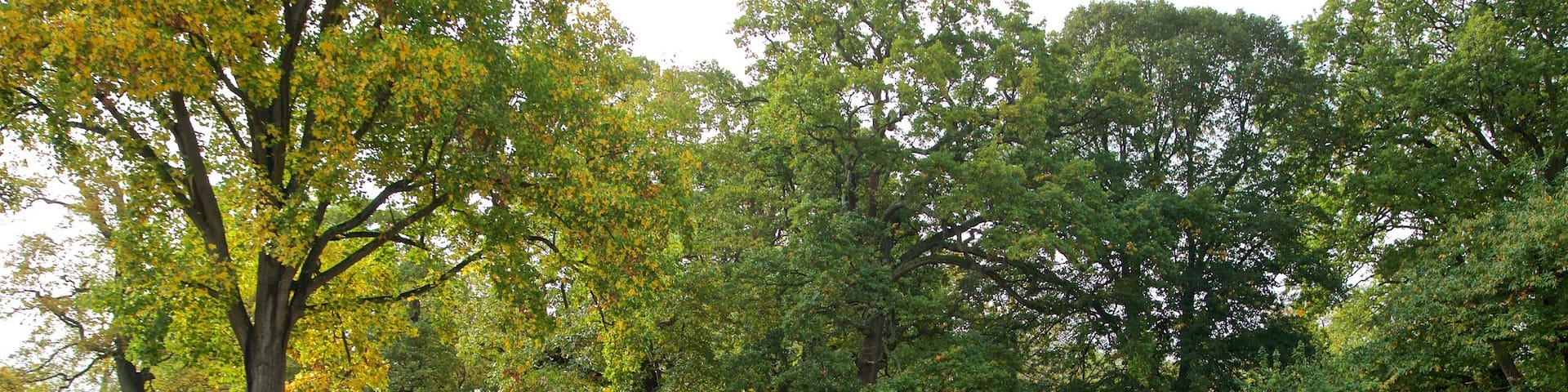 Savill Garden showing a garden