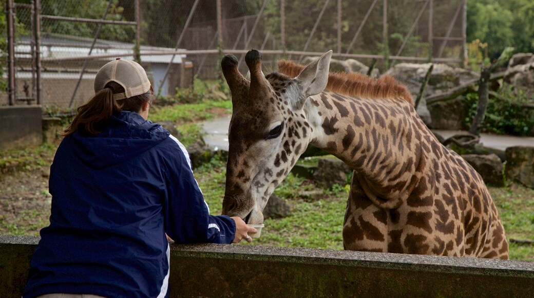 Louisville Zoo que inclui animais terrestres e animais de zoológico assim como uma mulher sozinha