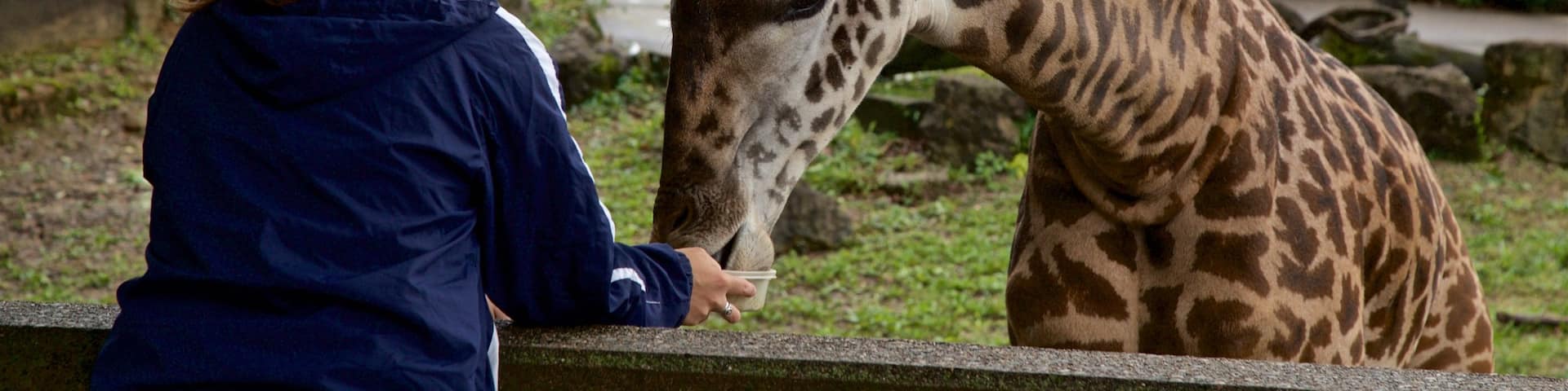 Zoo de Louisville montrant animaux terrestres et animaux de zoo aussi bien que femme