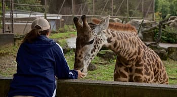 路易士維爾動物園 呈现出 陸上動物 和 動物園的動物 以及 一個女性