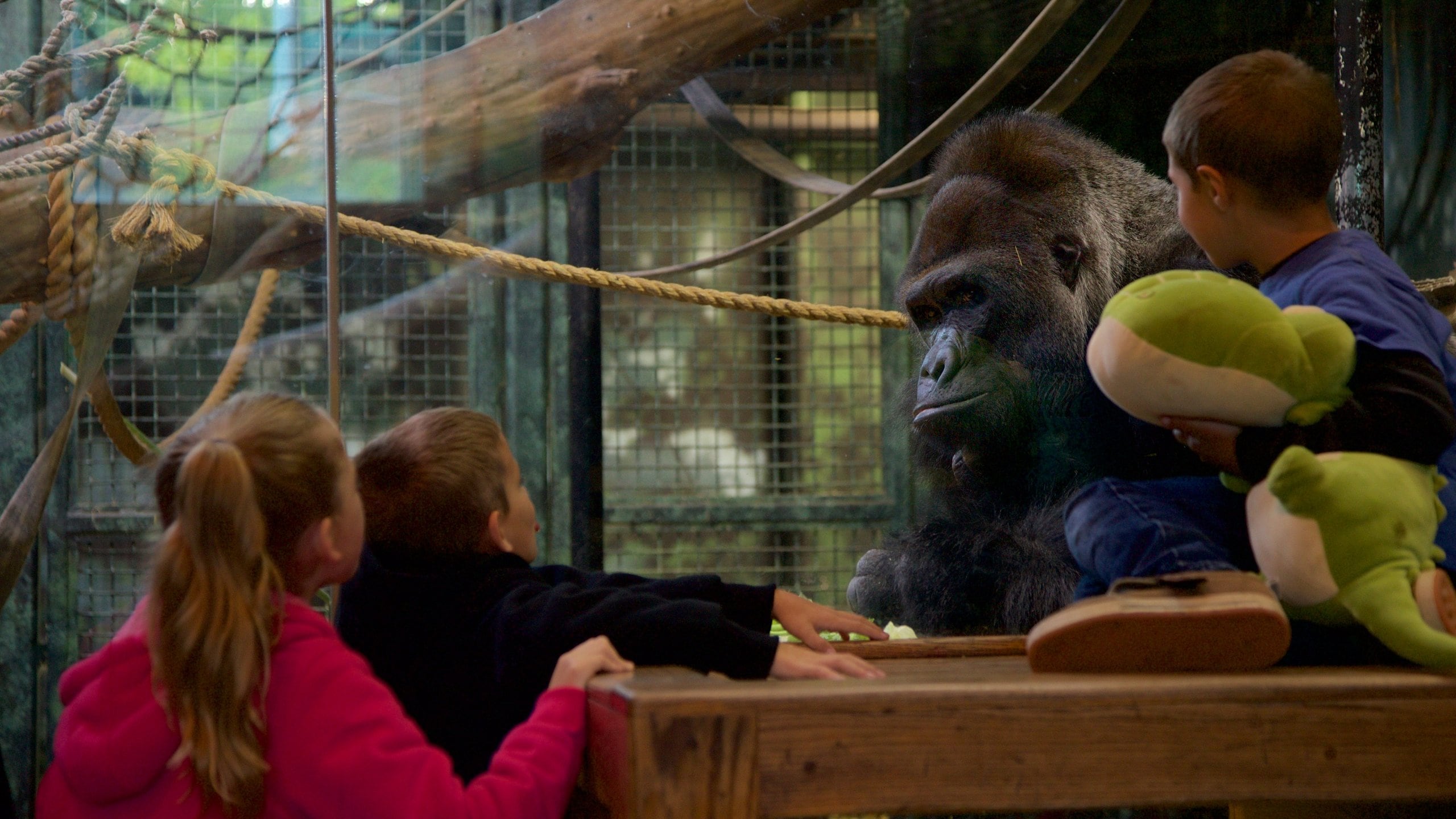 Louisville Zoo featuring zoo animals, dangerous animals and land animals