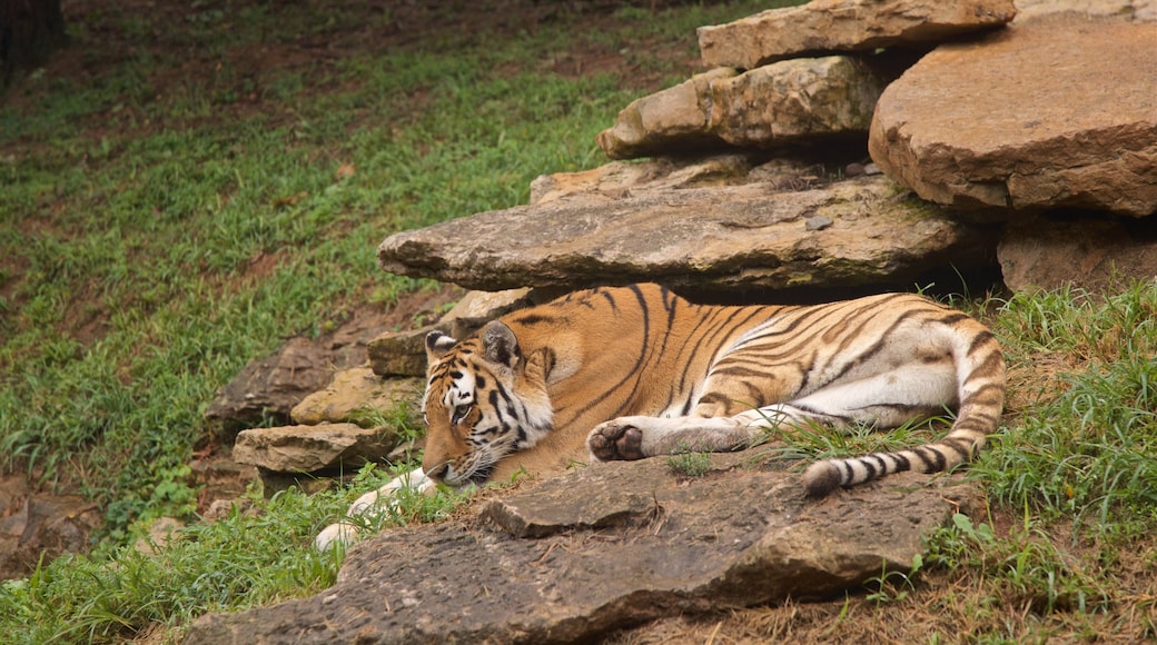 Louisville Zoo que inclui animais perigosos, animais terrestres e animais de zoológico