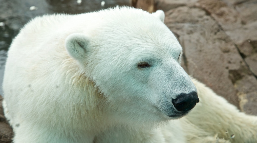 Louisville Zoo que inclui animais de zoológico e animais terrestres