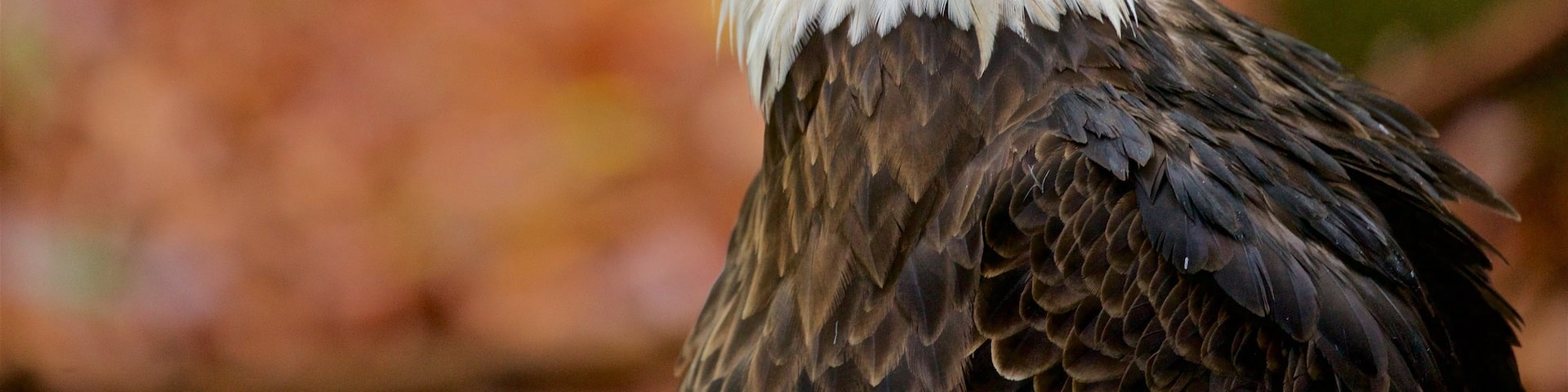 Louisville Zoo featuring bird life and zoo animals