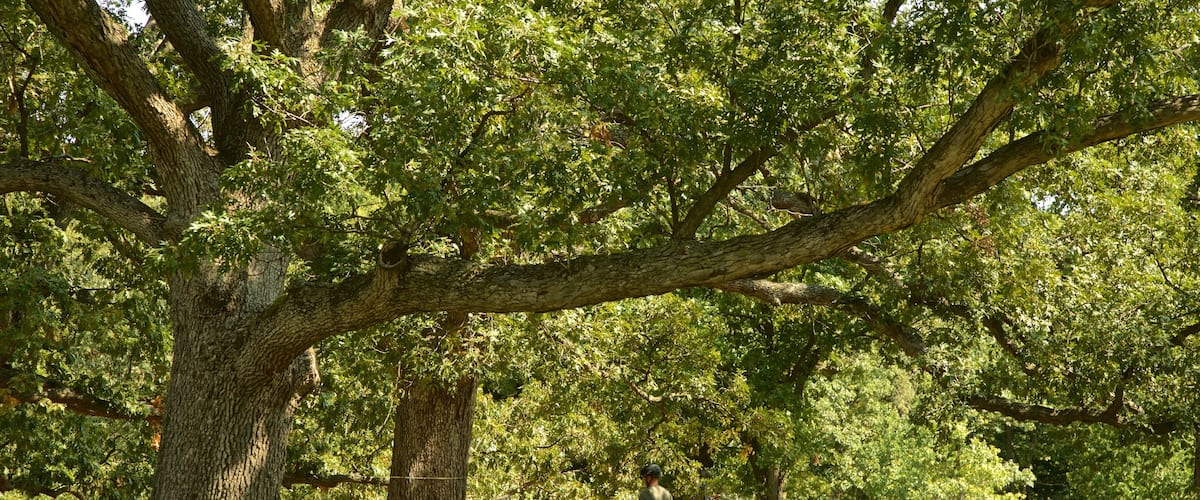 Morton Arboretum mostrando un parque y también una pareja