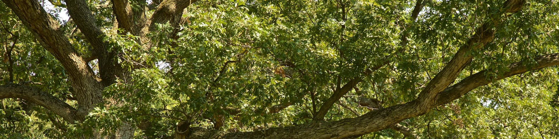 Morton Arboretum featuring a garden as well as a couple
