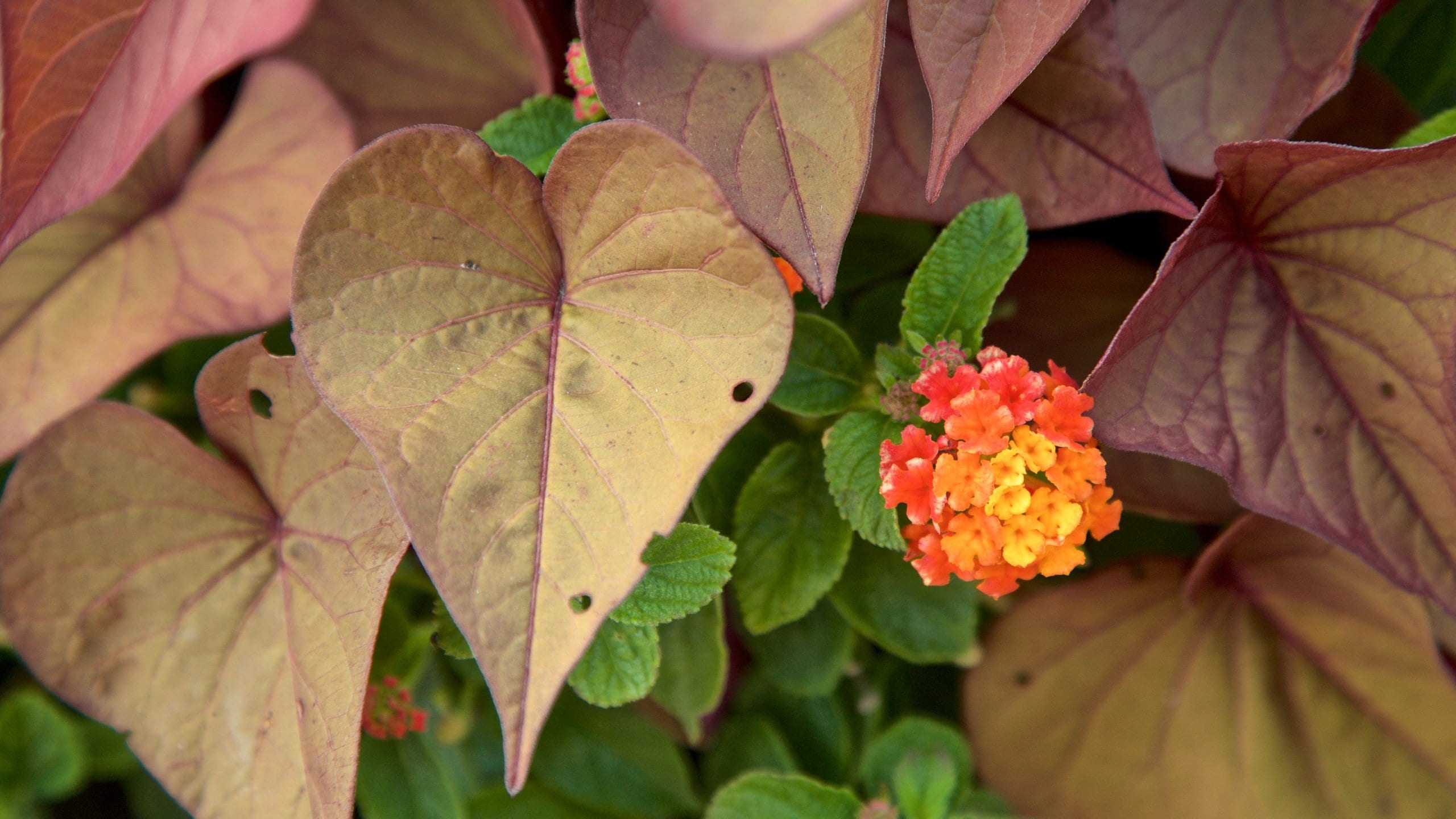 Schaumburg showing wildflowers