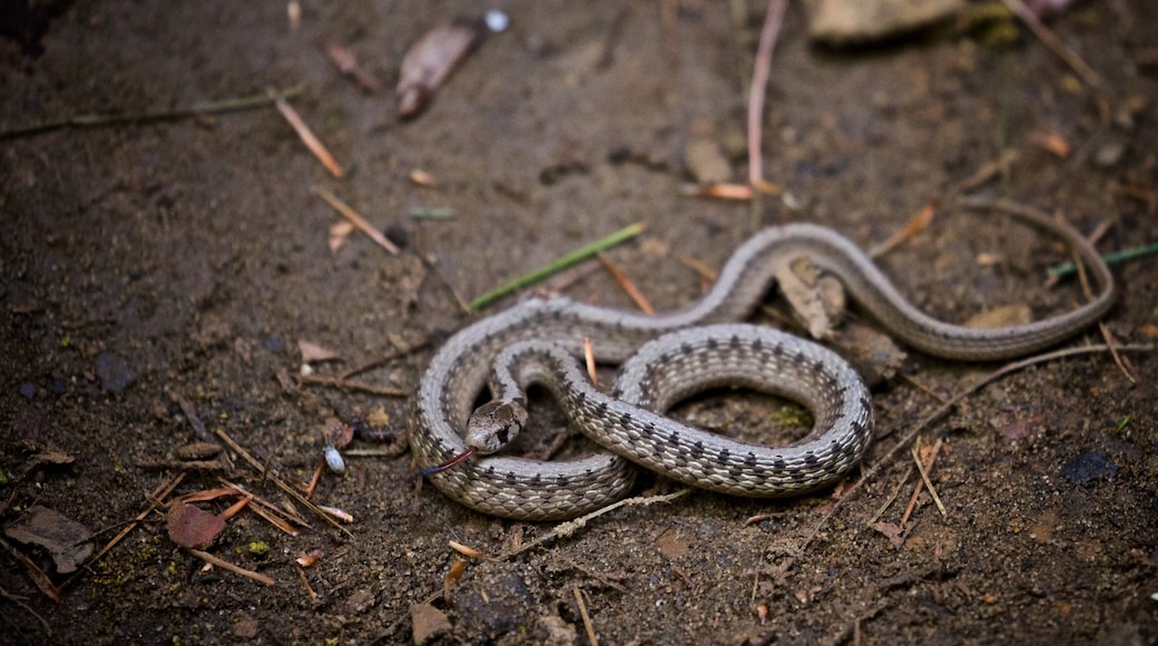 Starved Rock State Park which includes dangerous animals