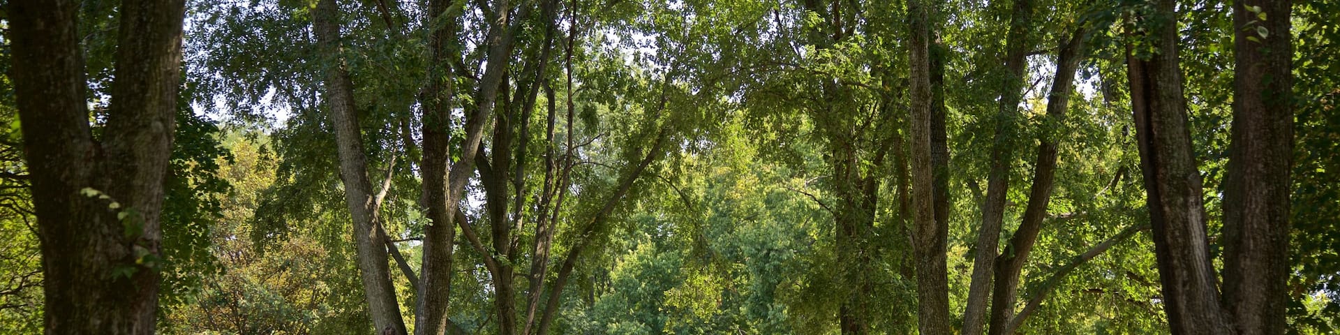 Washington Square Park mostrando un jardín y una estatua o escultura