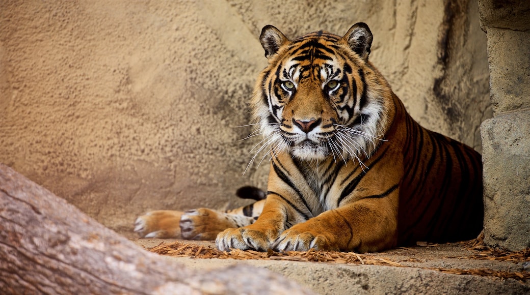 Miller Park Zoo mit einem Landtiere, gefährliche Tiere und Zootiere