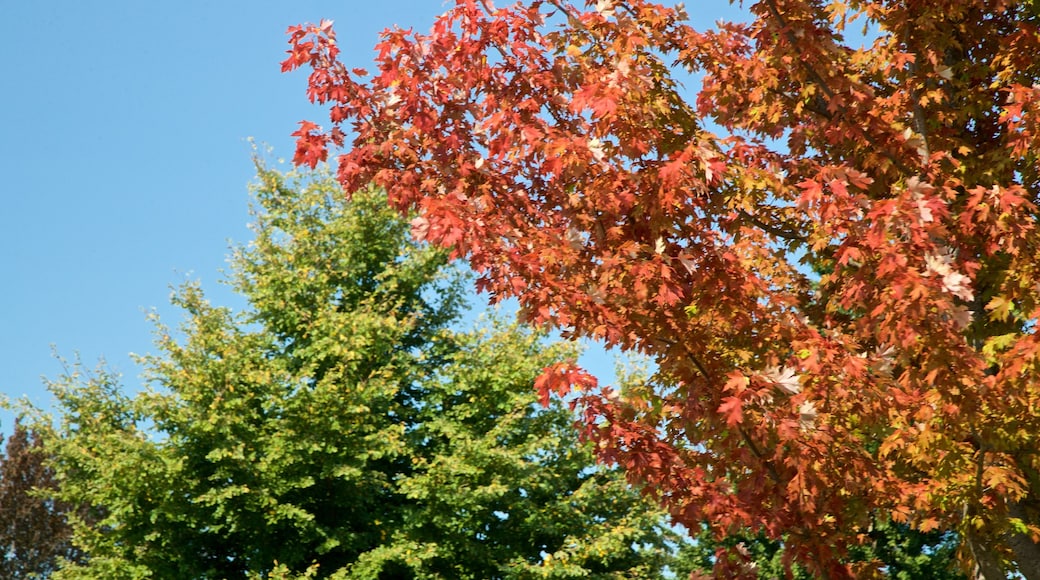 Morton Arboretum presenterar en park