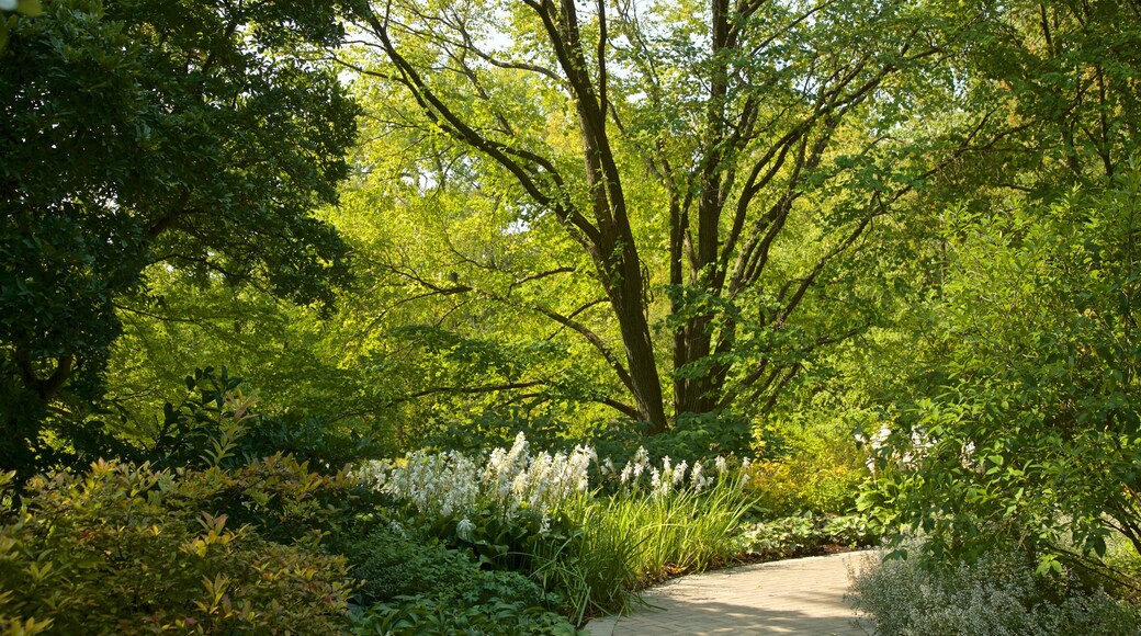 Morton Arboretum mostrando flores silvestres y un parque