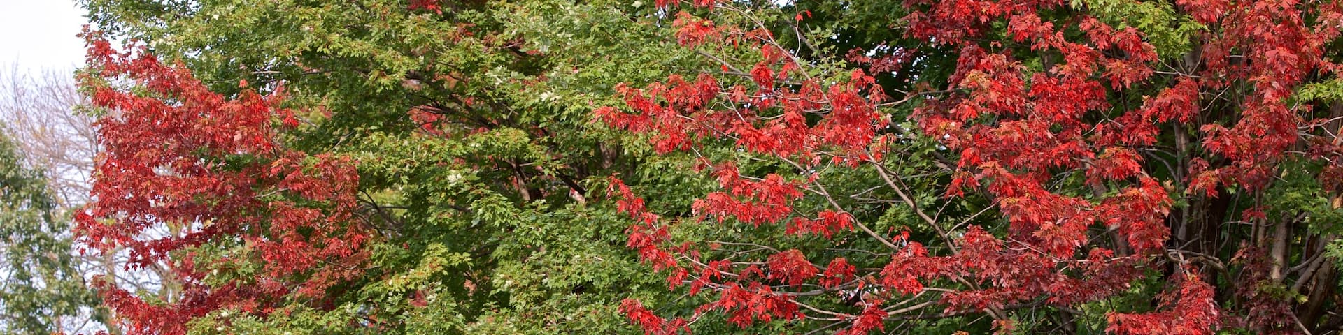 キャシー オスターマン ビーチ フィーチャー 野花 と 公園