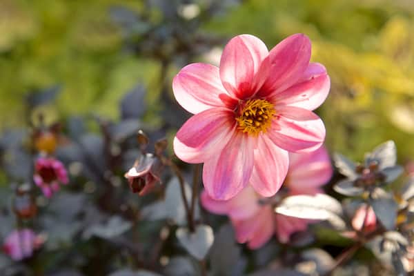 Morton Arboretum mit einem Wildblumen