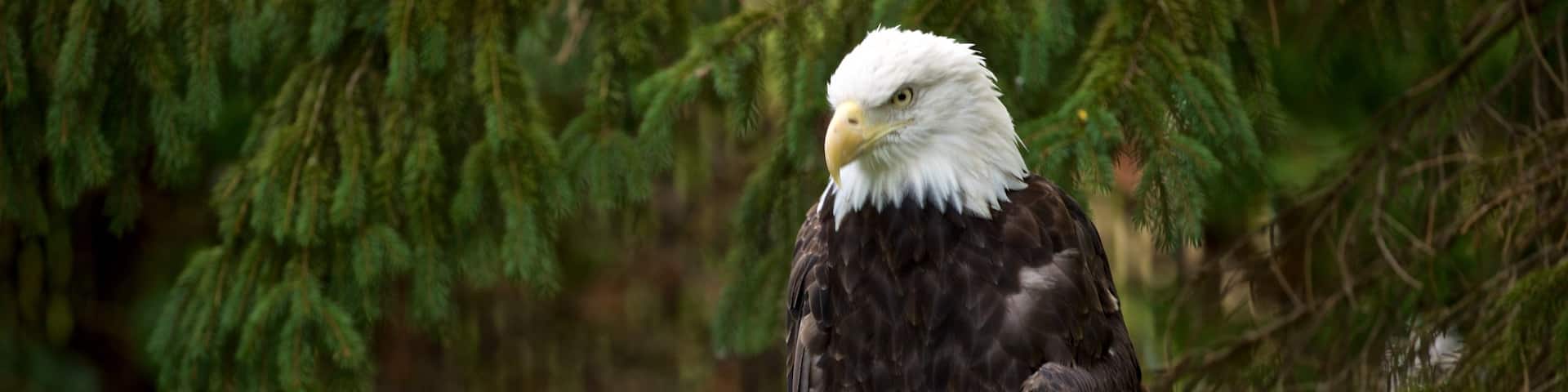 Miller Park Zoo showing zoo animals and bird life