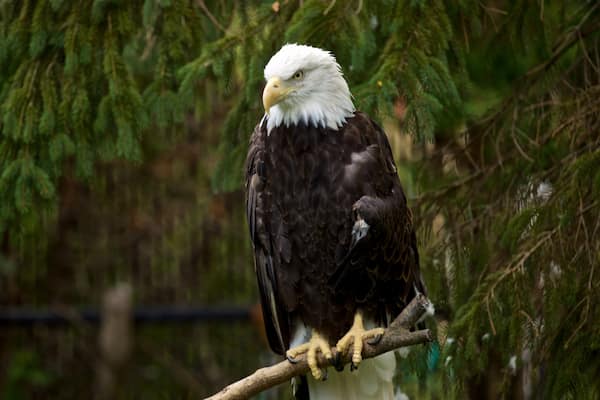 Miller Park Zoo montrant vie des oiseaux et animaux de zoo