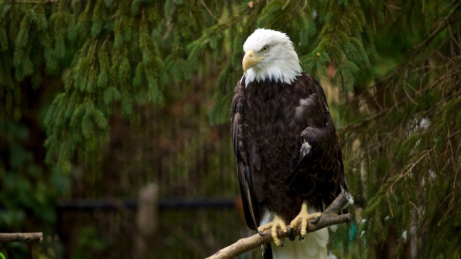 ミラー パーク動物園 どの含み 鳥 と 動物園の動物