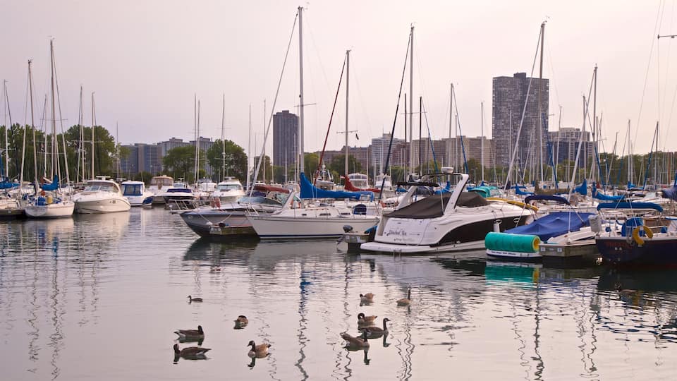 Montrose Harbor featuring a bay or harbor, bird life and a sunset