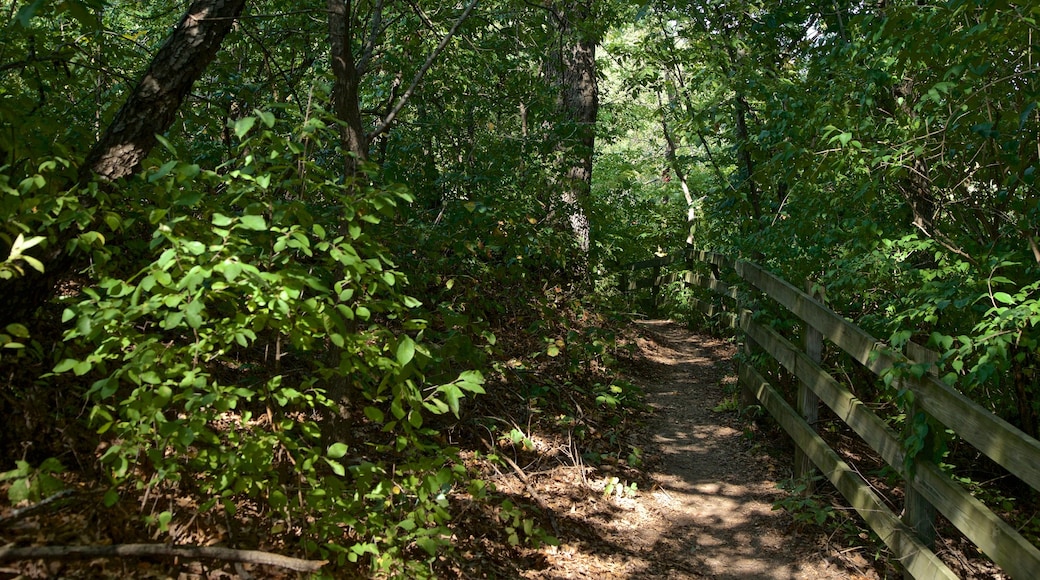 Buffalo Rock State Park mostrando florestas e um parque