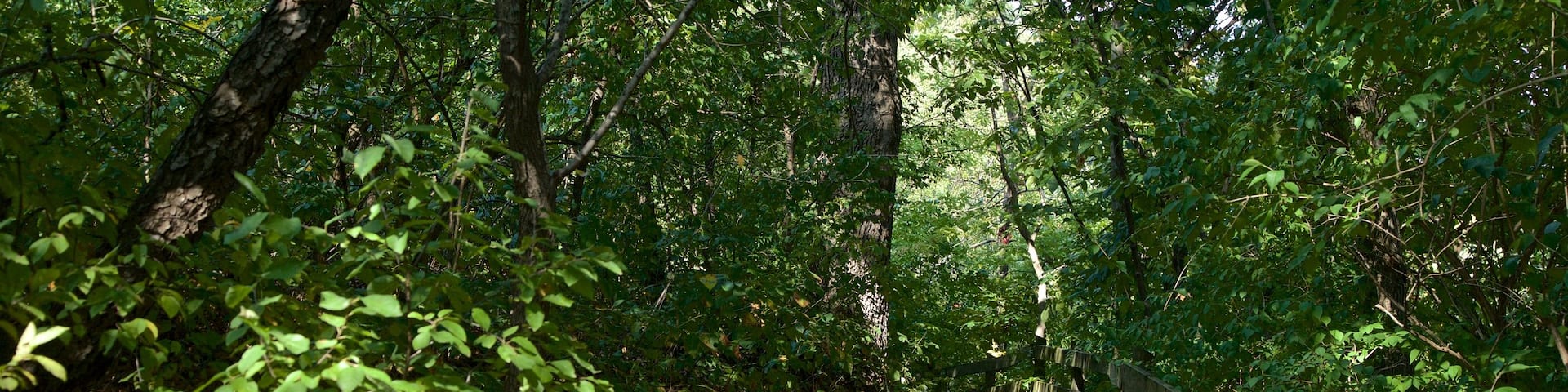 Buffalo Rock State Park showing forest scenes and a garden