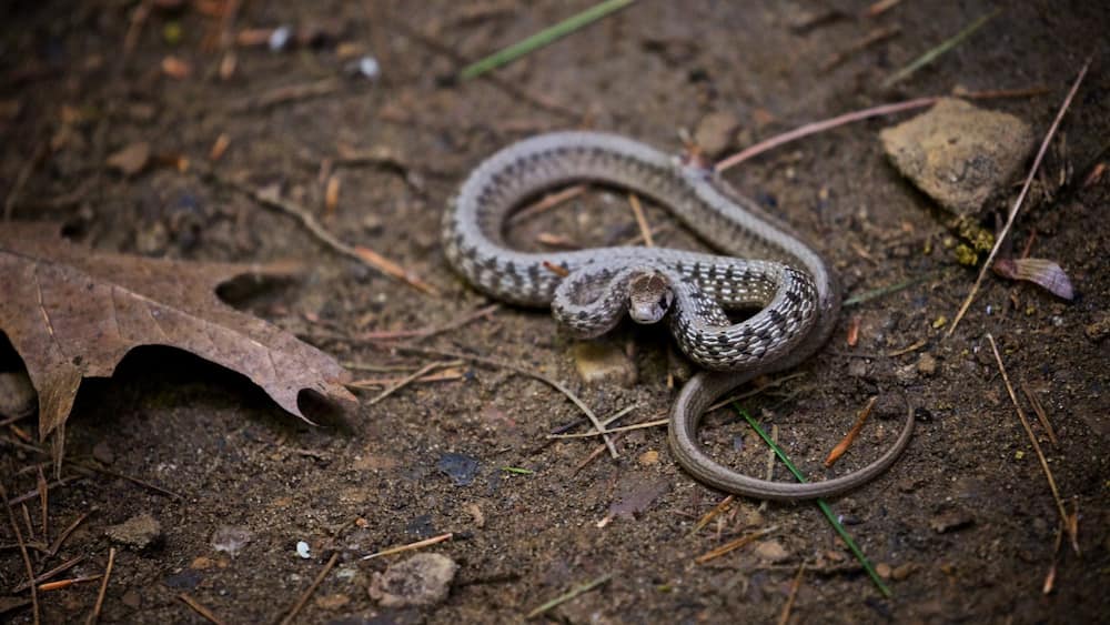 Parc d\'État de Starved Rock mettant en vedette animaux dangereux