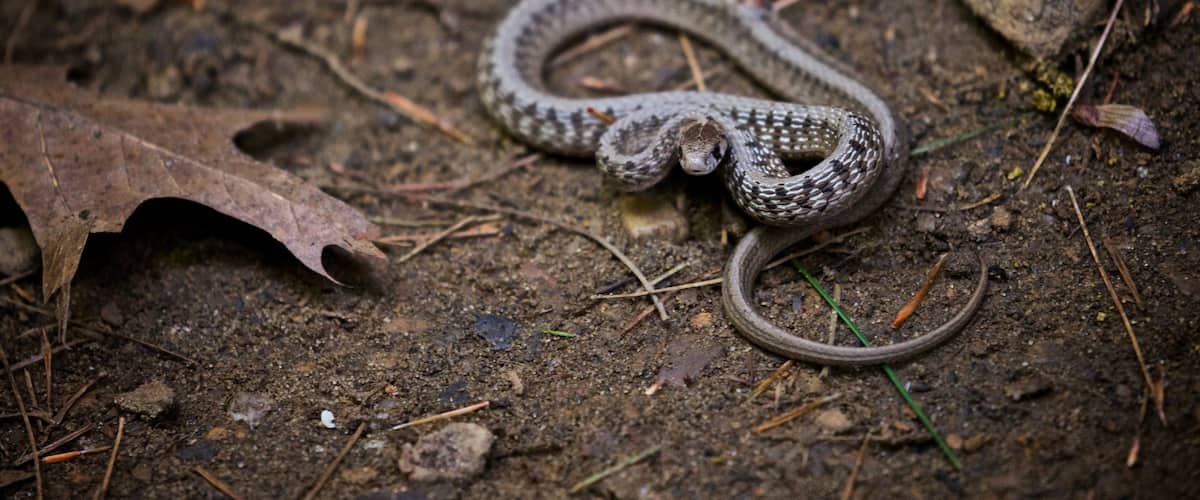 Parc d\'État de Starved Rock mettant en vedette animaux dangereux