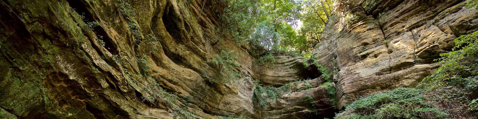 Starved Rock State Park showing forests