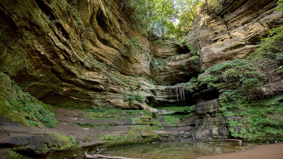 Starved Rock State Park featuring forests