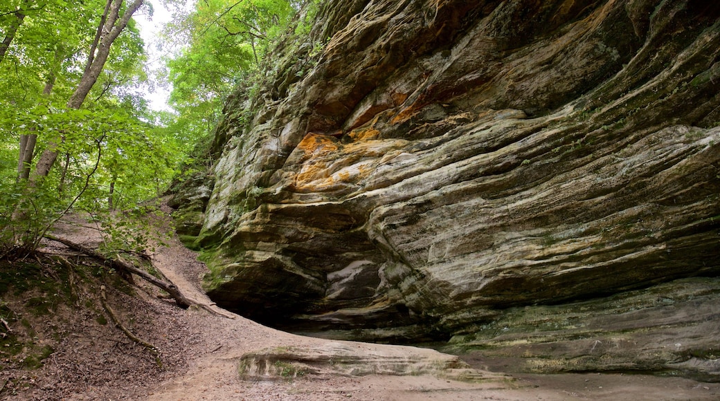 Parque estatal Starved Rock mostrando bosques