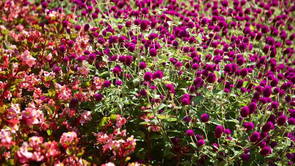Hessel Park which includes wild flowers