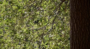 Hessel Park montrant parc