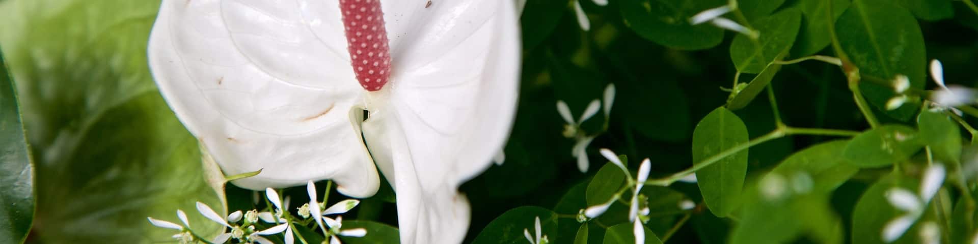 Luthy Botanical Garden featuring wildflowers